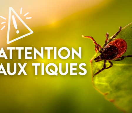 Photo de Attention aux tiques : Les bons réflexes pour se protéger 