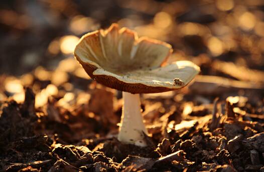 Photo de Sortie nature : à la découverte des champignons