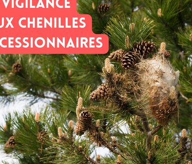 Photo de Vigilance - Chenilles processionnaires du pin