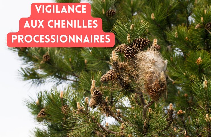 Photo de Vigilance - Chenilles processionnaires du pin
